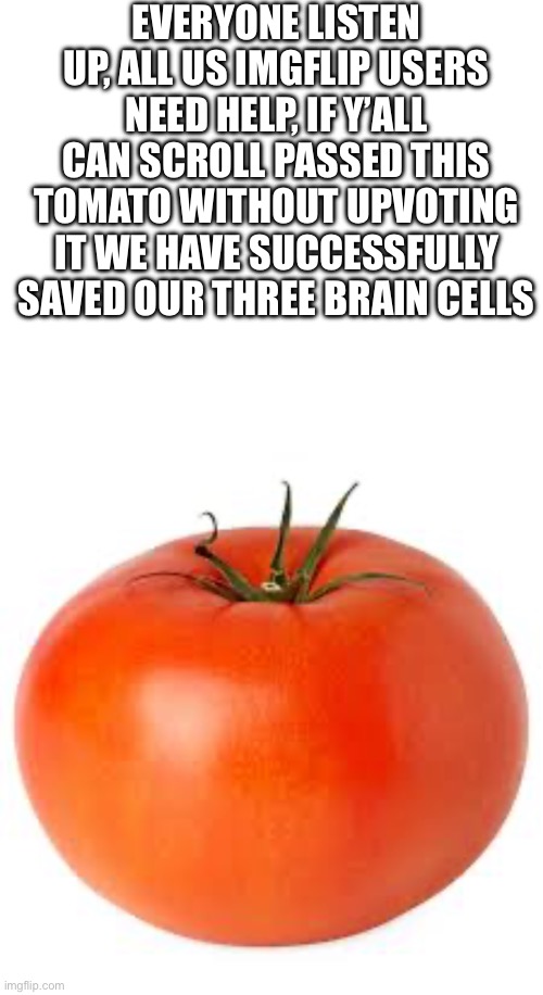 This is an intervention | EVERYONE LISTEN UP, ALL US IMGFLIP USERS NEED HELP, IF Y’ALL CAN SCROLL PASSED THIS TOMATO WITHOUT UPVOTING IT WE HAVE SUCCESSFULLY SAVED OUR THREE BRAIN CELLS | image tagged in tomato | made w/ Imgflip meme maker