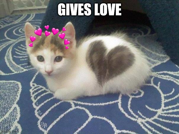 cute cat heart | GIVES LOVE | image tagged in cute cat heart | made w/ Imgflip meme maker