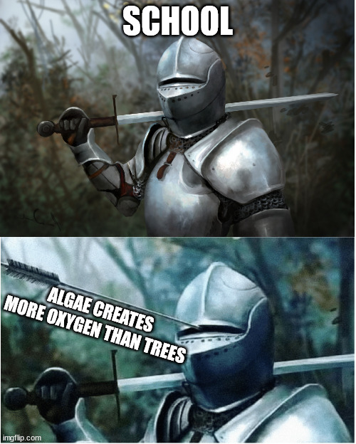 Knight with arrow in helmet | SCHOOL; ALGAE CREATES MORE OXYGEN THAN TREES | image tagged in knight with arrow in helmet | made w/ Imgflip meme maker