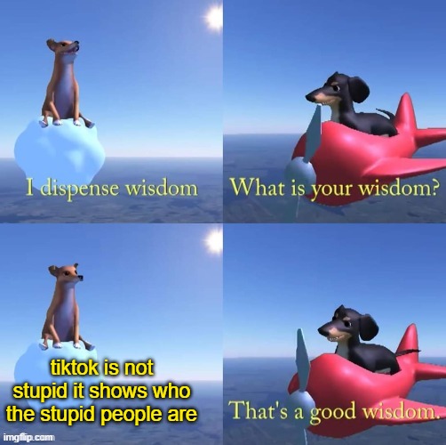 Wisdom dog | tiktok is not stupid it shows who the stupid people are | image tagged in wisdom dog | made w/ Imgflip meme maker