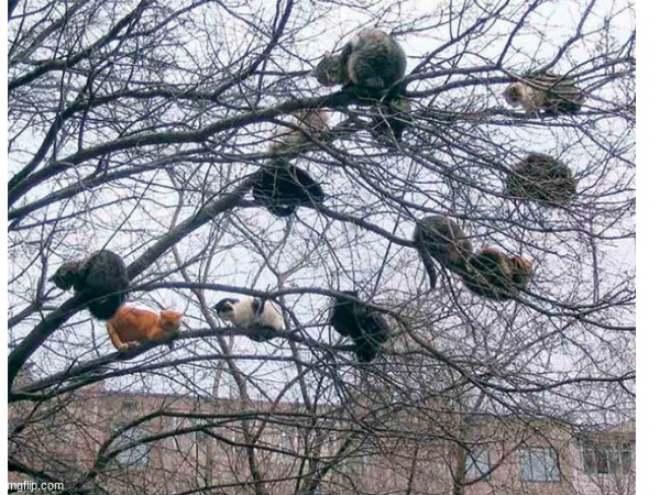 This is what a REAL "cat tree" looks like. | image tagged in cats,tree,funny cats,oh wow are you actually reading these tags | made w/ Imgflip meme maker
