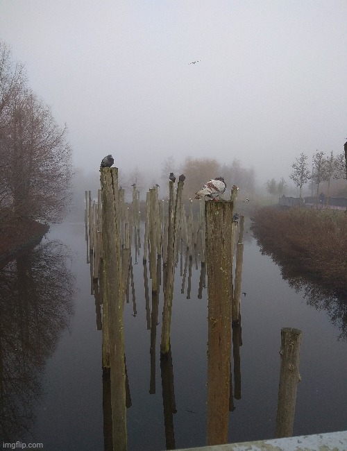 Foggy photo with pigeons on poles | image tagged in pigeon,dove,fog,photography | made w/ Imgflip meme maker