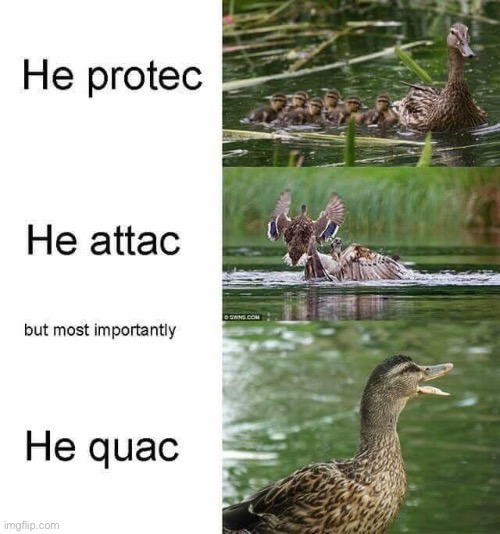 He quac | image tagged in ducks,repost,he protec he attac but most importantly,memes,funny,quack | made w/ Imgflip meme maker