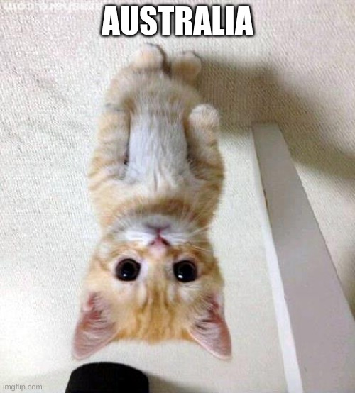 Australia | AUSTRALIA | image tagged in memes,cute cat | made w/ Imgflip meme maker