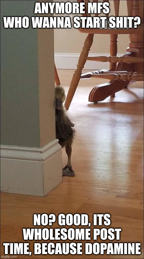 duck | ANYMORE MFS WHO WANNA START SHIT? NO? GOOD, ITS WHOLESOME POST TIME, BECAUSE DOPAMINE | image tagged in duck looking around corner | made w/ Imgflip meme maker