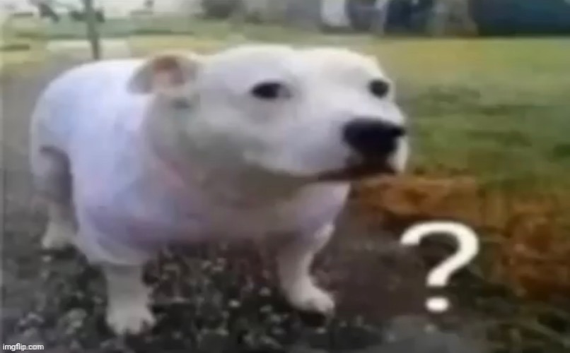 confused dog | image tagged in confused dog | made w/ Imgflip meme maker