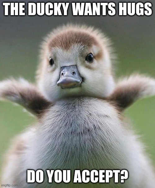 Baby Duck | THE DUCKY WANTS HUGS; DO YOU ACCEPT? | image tagged in baby duck | made w/ Imgflip meme maker