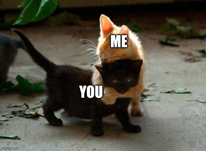 kitten hug | ME YOU | image tagged in kitten hug | made w/ Imgflip meme maker