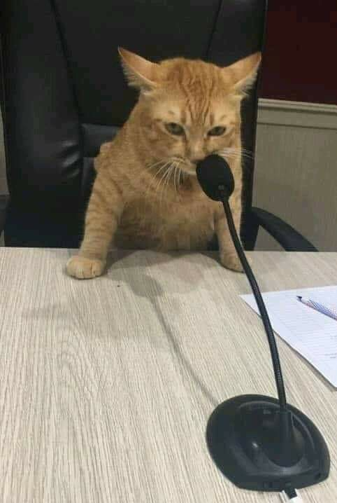 Microphone Cat Blank Meme Template