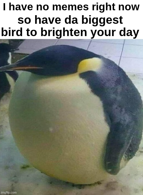 Here, take this biggest bird! | so have da biggest bird to brighten your day; I have no memes right now | image tagged in i'm da biggest bird | made w/ Imgflip meme maker
