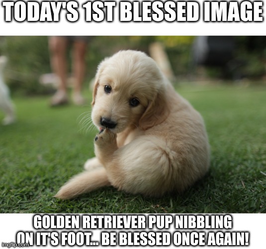 Puppo nibbles on footo | TODAY'S 1ST BLESSED IMAGE; GOLDEN RETRIEVER PUP NIBBLING ON IT'S FOOT... BE BLESSED ONCE AGAIN! | made w/ Imgflip meme maker