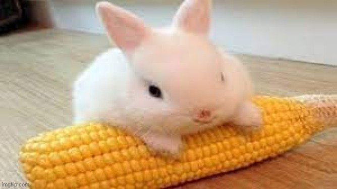 Bunny with corn | image tagged in bunny,cute | made w/ Imgflip meme maker