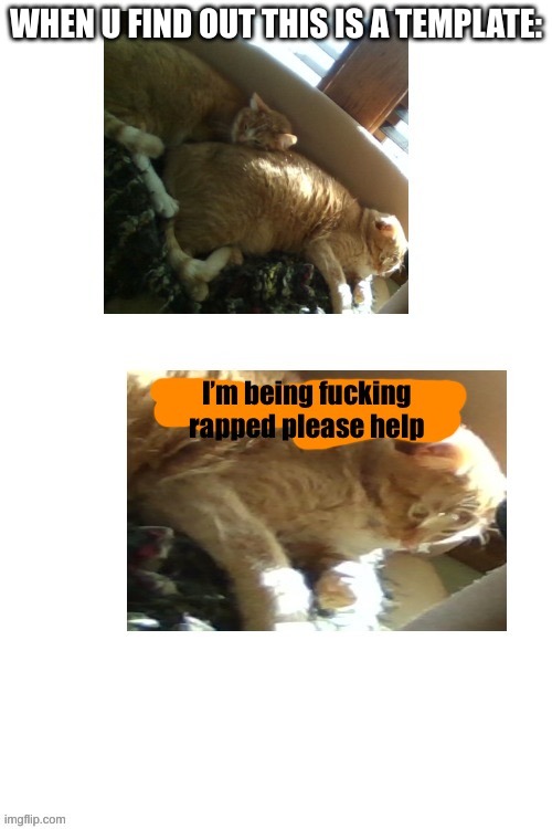 Alt ver of Help Me Cat (why) | WHEN U FIND OUT THIS IS A TEMPLATE: | image tagged in alt ver of help me cat why | made w/ Imgflip meme maker