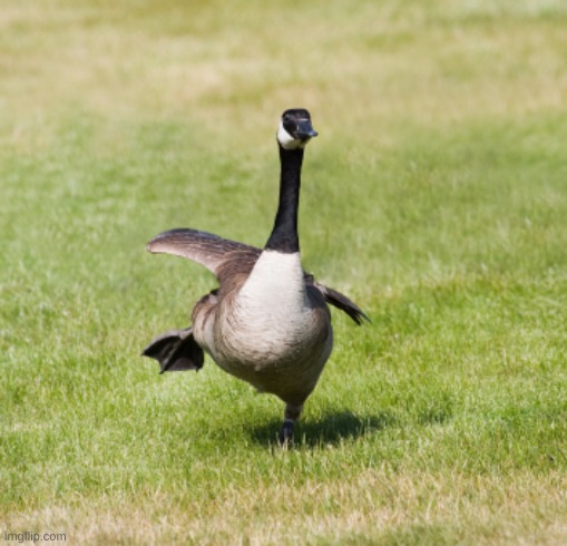 canada goose | image tagged in canada goose | made w/ Imgflip meme maker