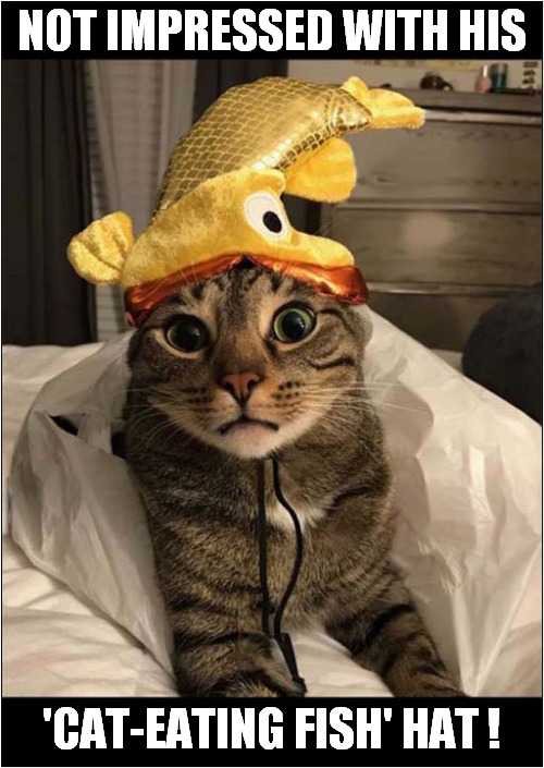 Look At That Face ! | NOT IMPRESSED WITH HIS; 'CAT-EATING FISH' HAT ! | image tagged in cats,fish,hat | made w/ Imgflip meme maker