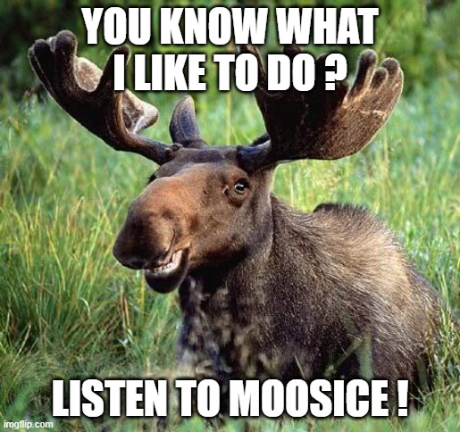 Smiling moose | YOU KNOW WHAT I LIKE TO DO ? LISTEN TO MOOSICE ! | image tagged in smiling moose | made w/ Imgflip meme maker