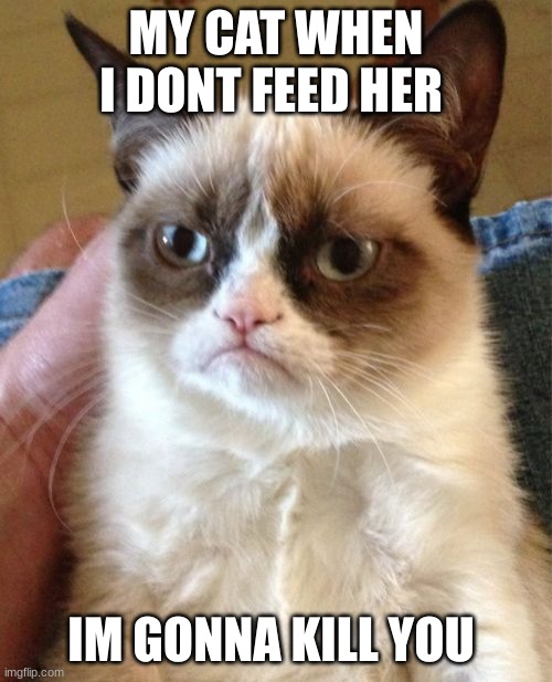 Grumpy Cat | MY CAT WHEN I DONT FEED HER; IM GONNA KILL YOU | image tagged in memes,grumpy cat | made w/ Imgflip meme maker