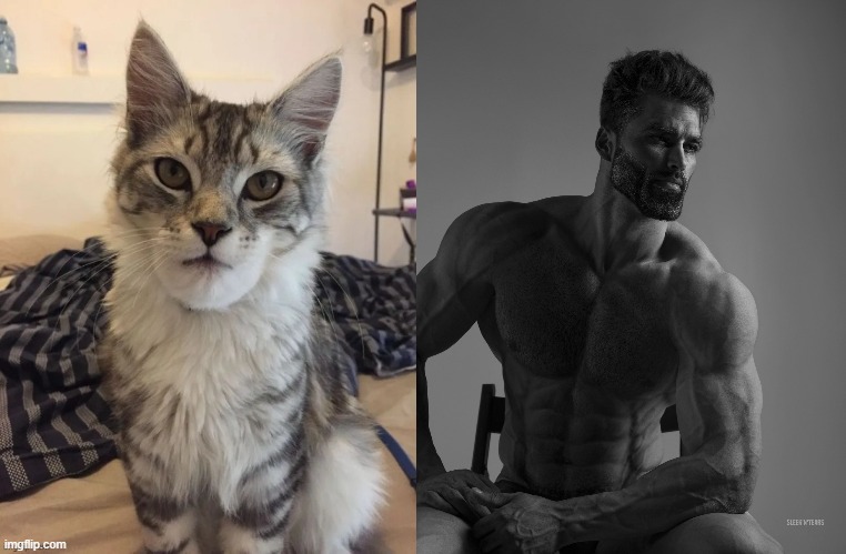 gigachad cat | image tagged in giga chad | made w/ Imgflip meme maker