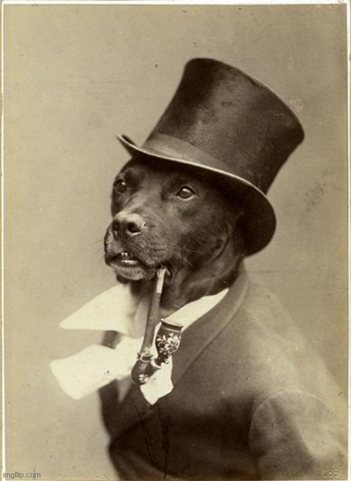 Old Money Dog | image tagged in old money dog | made w/ Imgflip meme maker