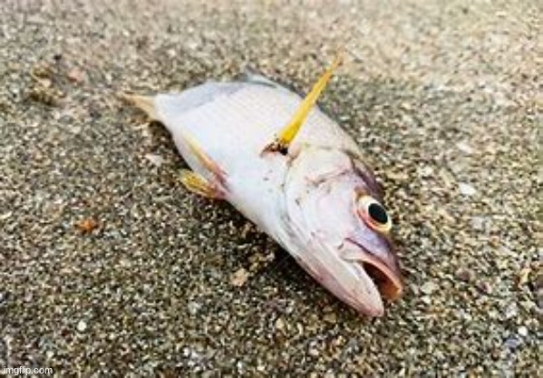 dead fish | image tagged in dead fish | made w/ Imgflip meme maker