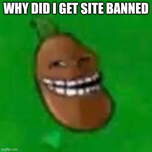 troll coffee bean | WHY DID I GET SITE BANNED | image tagged in troll coffee bean | made w/ Imgflip meme maker