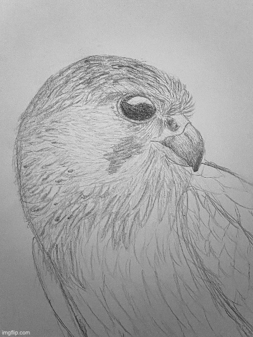 Unfinished Eurasian Kestrel drawing | image tagged in art | made w/ Imgflip meme maker