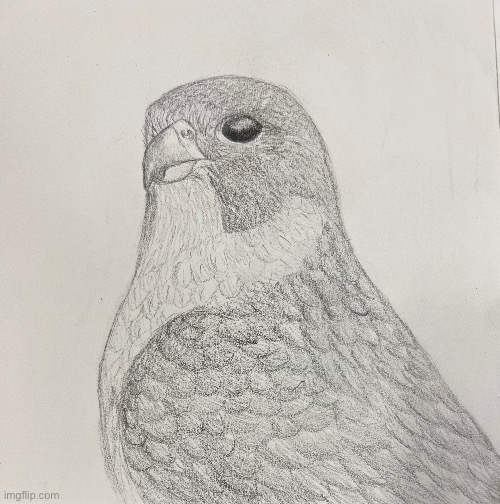 Peregrine falcon in graphite | image tagged in bird,art | made w/ Imgflip meme maker