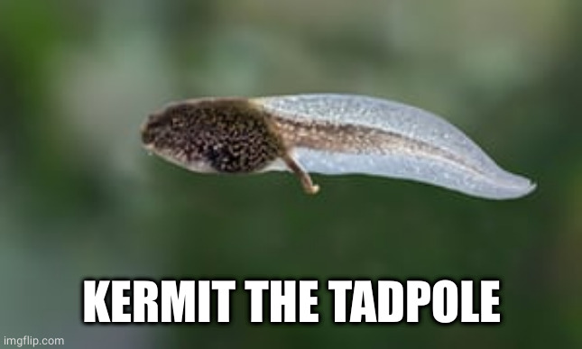 Tadpole | KERMIT THE TADPOLE | image tagged in tadpole | made w/ Imgflip meme maker