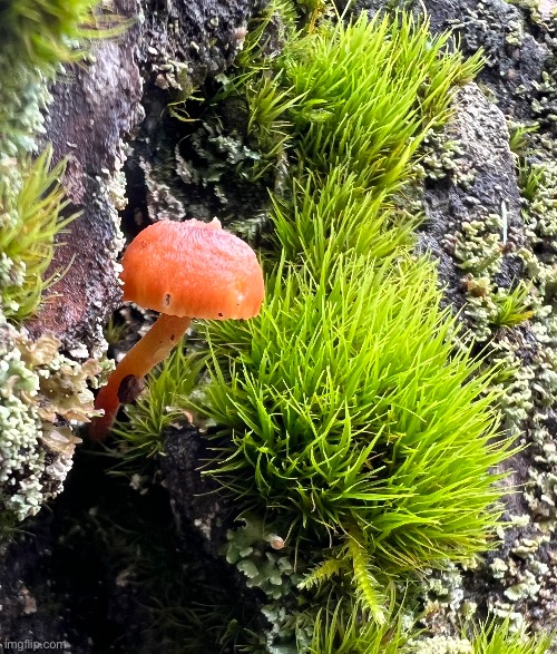Tiny Mushroom | image tagged in mushroom photo | made w/ Imgflip meme maker