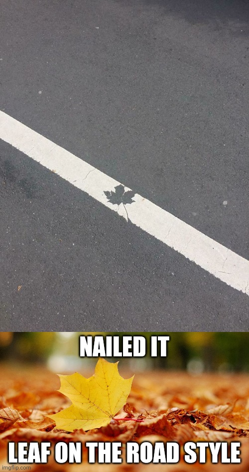Looking like a leaf | NAILED IT; LEAF ON THE ROAD STYLE | image tagged in hd leaf,leaf,road,memes,meme,nailed it | made w/ Imgflip meme maker