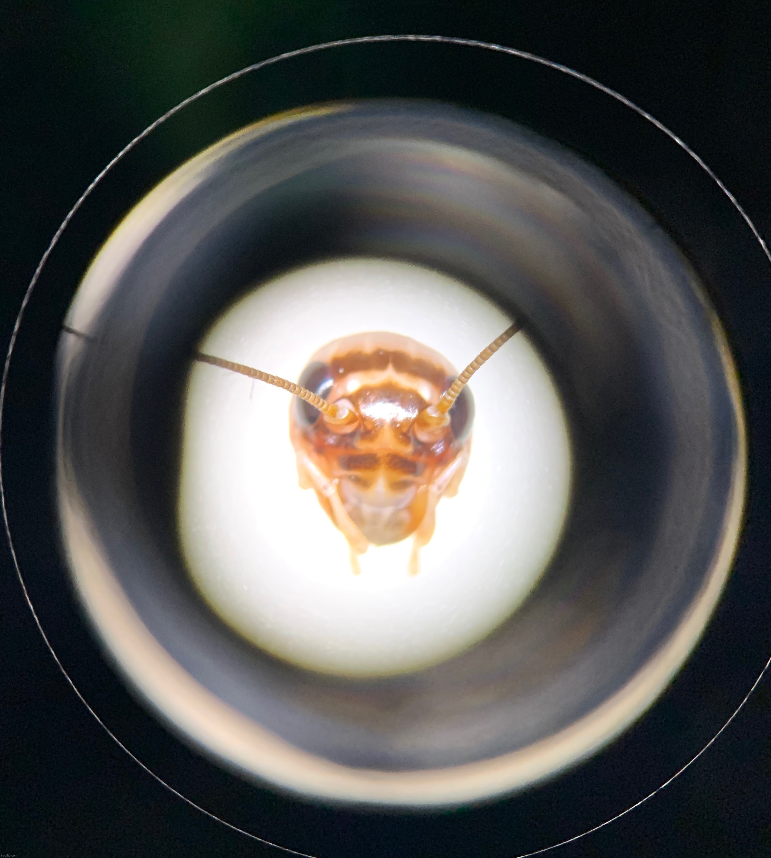 Cricket head through a microscope | made w/ Imgflip meme maker