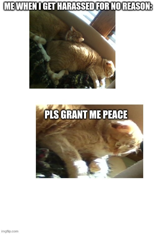 Help Me Cat | ME WHEN I GET HARASSED FOR NO REASON: | image tagged in help me cat | made w/ Imgflip meme maker