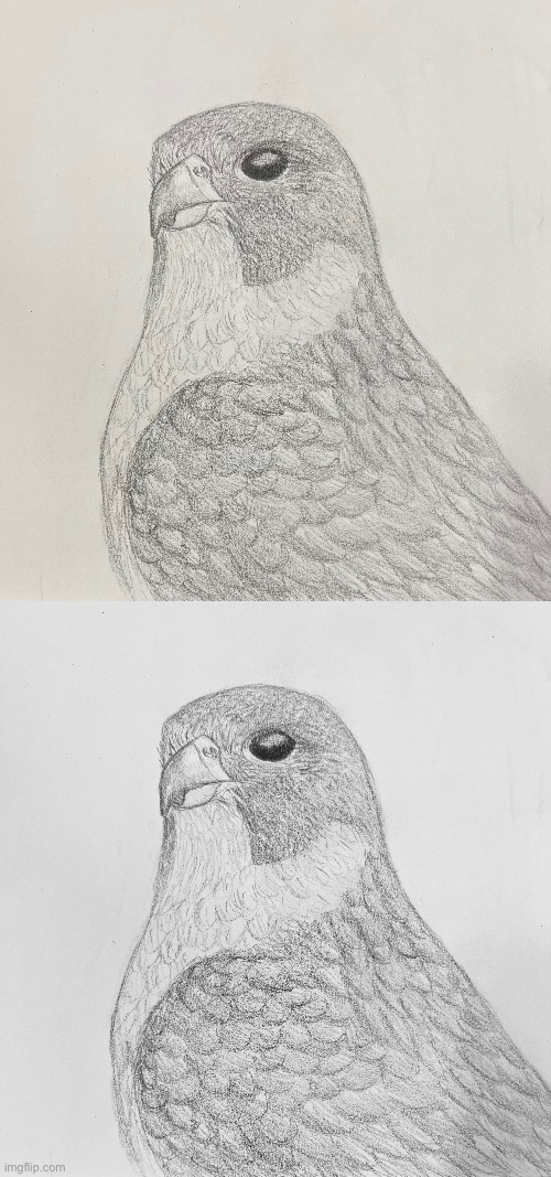 Tip: make your graphite drawings black and white (lower pic is B/W) | image tagged in art tips | made w/ Imgflip meme maker