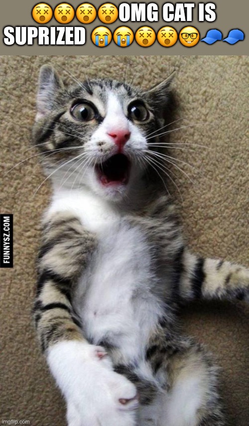 Suprised Cat | ????OMG CAT IS SUPRIZED ??????? | image tagged in suprised cat | made w/ Imgflip meme maker