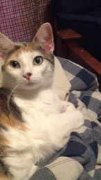 That face | image tagged in gifs,cat gif | made w/ Imgflip video-to-gif maker