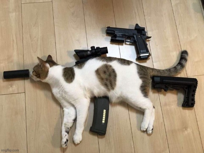 Tactical Michi | image tagged in tactical michi | made w/ Imgflip meme maker