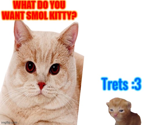 WHAT DO YOU WANT SMOL KITTY? Trets :3 | image tagged in cats | made w/ Imgflip meme maker