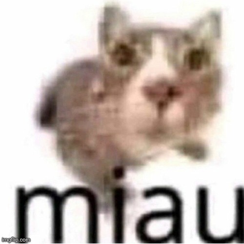 so i sent this to my mom the other day | image tagged in miau | made w/ Imgflip meme maker