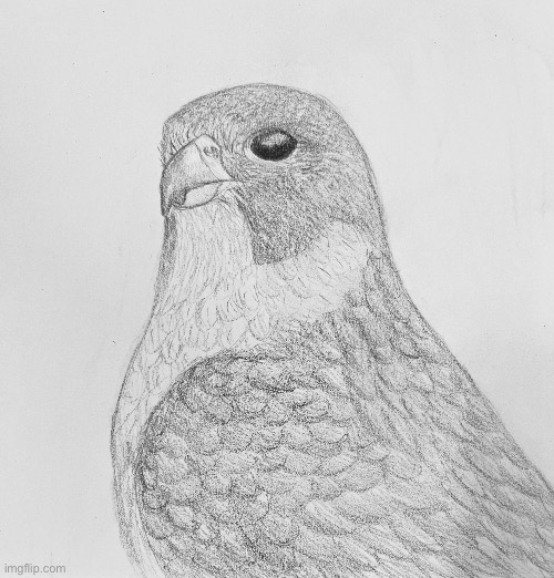 Peregrine falcon in pencil | image tagged in birds | made w/ Imgflip meme maker