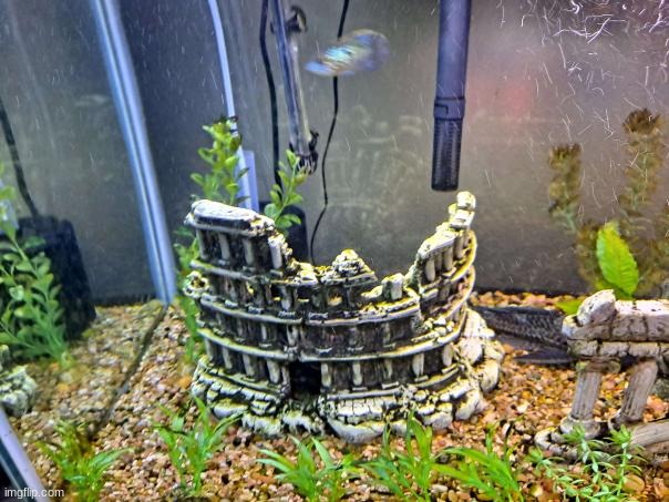 Milkshake the Blue Acara | made w/ Imgflip meme maker