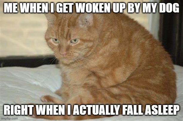 ahhh | ME WHEN I GET WOKEN UP BY MY DOG; RIGHT WHEN I ACTUALLY FALL ASLEEP | image tagged in billy bob | made w/ Imgflip meme maker