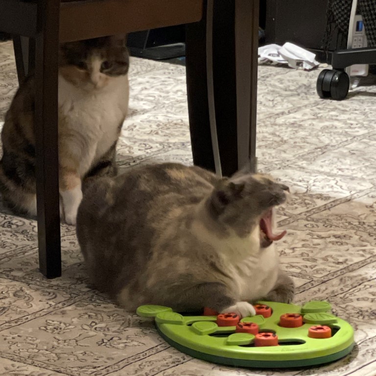 High Quality two cats Blank Meme Template