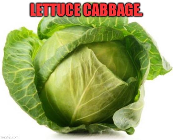 Cabbage | LETTUCE CABBAGE. | image tagged in cabbage | made w/ Imgflip meme maker