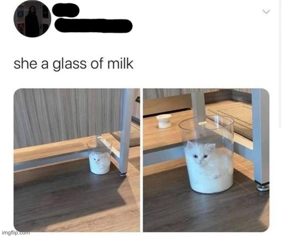 This is so cute <3 | image tagged in cats,milk,cute cats,funny,twitter | made w/ Imgflip meme maker