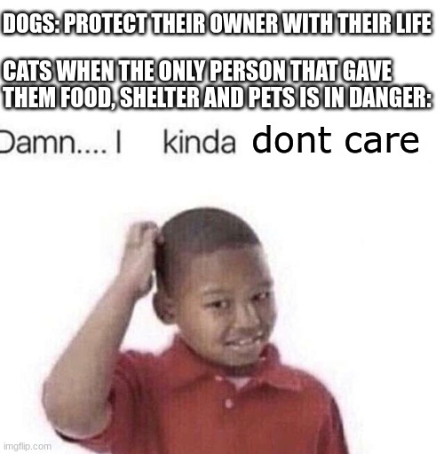 Damn I kinda don’t meme | DOGS: PROTECT THEIR OWNER WITH THEIR LIFE; CATS WHEN THE ONLY PERSON THAT GAVE THEM FOOD, SHELTER AND PETS IS IN DANGER:; dont care | image tagged in damn i kinda don t meme,dogs,cats,funny,memes,dankmemes | made w/ Imgflip meme maker