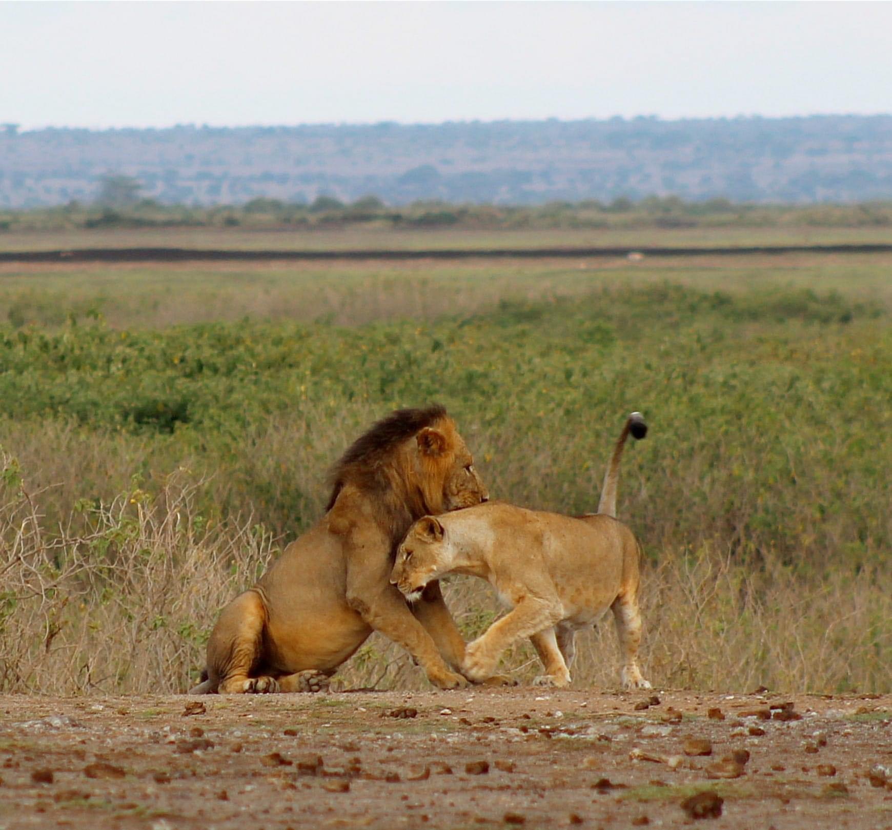 Lions at masai mara with Denhum Holidays Blank Meme Template