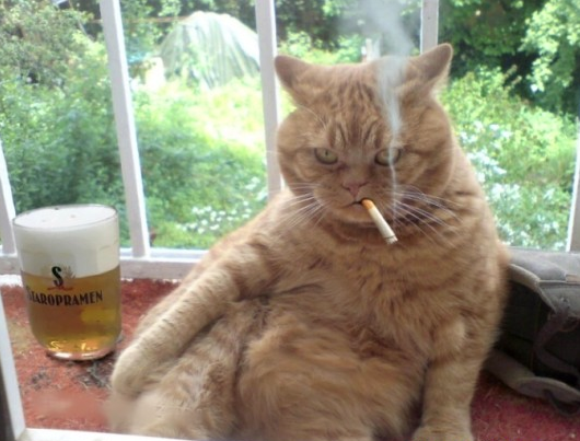 Ginger cat smoking cigarette Blank Meme Template