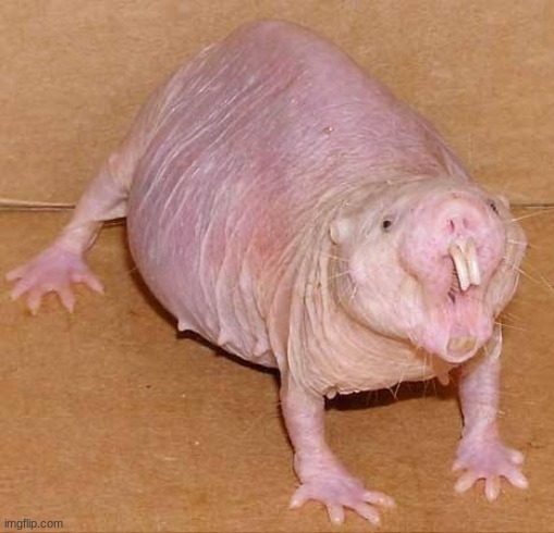 K | image tagged in naked mole rat | made w/ Imgflip meme maker