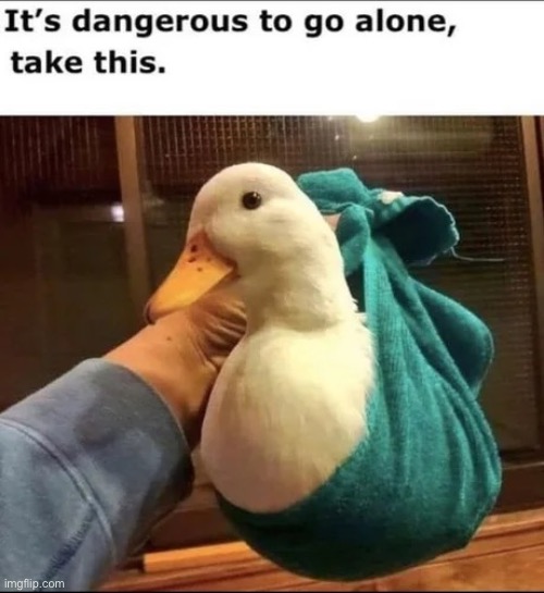 It’s dangerous to be alone, Have this duck. :) | image tagged in ducks,memes,cute,funny,duck,quack | made w/ Imgflip meme maker