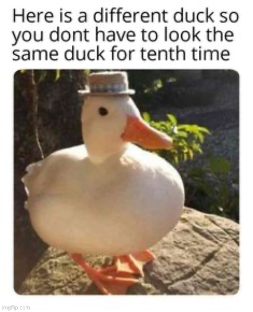 image tagged in ducks,repost,memes,funny,duck,quack | made w/ Imgflip meme maker